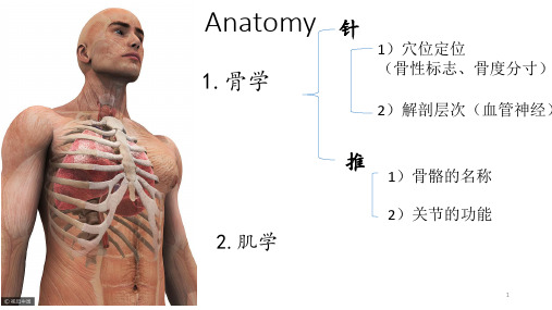 Anatomy(骨骼与肌肉)