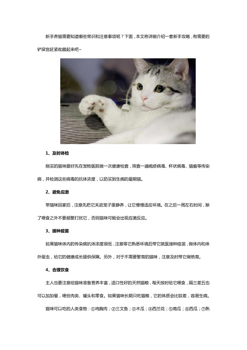 新手养猫注意事项攻略