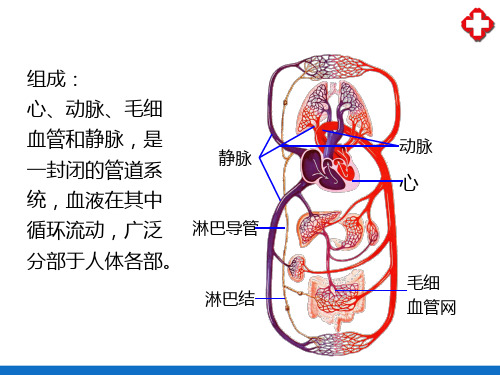 心血管系统(人体解剖学)