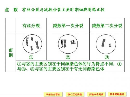 减数分裂、有丝分裂图解