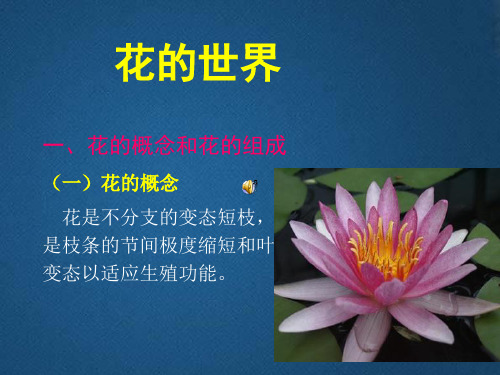 花的世界课案课件PPT