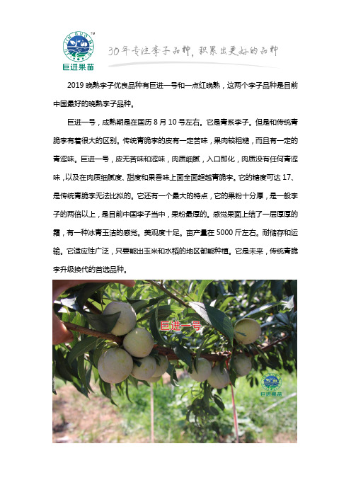 2019晚熟李子优良品种有哪些呢？