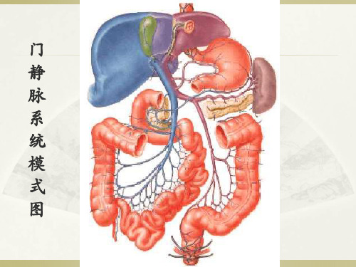 门静脉解剖