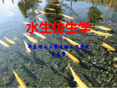 13水生仿生
