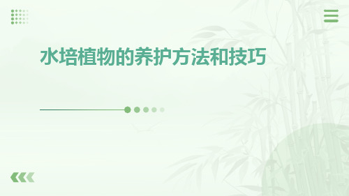 水培植物的养护方法和技巧