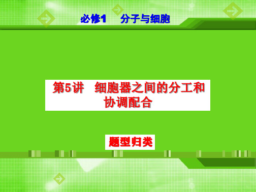 细胞器之间的分工和协调配合(题型归类)备战2024年高考生物一轮复习课件精讲和题型归纳