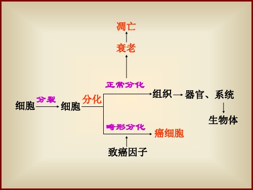 细胞增殖分化衰老和癌变32页PPT