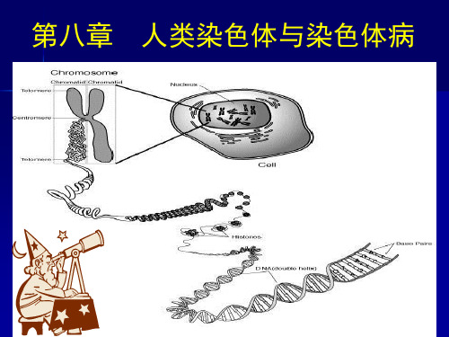 人类染色体和染色体的识别