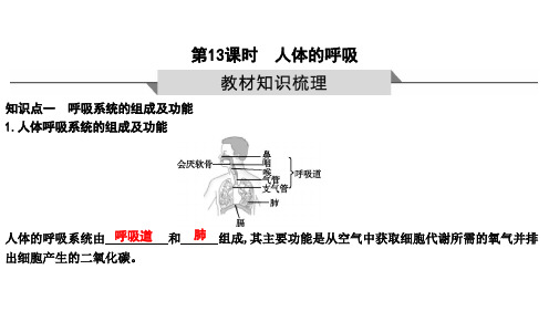 2023年生物中考一轮复习第13课时 人体的呼吸(鲁科版)