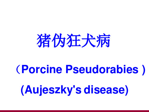 猪伪狂犬病课件