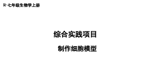 综合实践项目 制作细胞模型(课件)人教版生物(2024)七年级上册