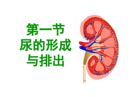 尿的形成与排出上课 ppt课件