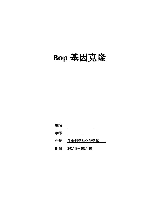 bop - 副本