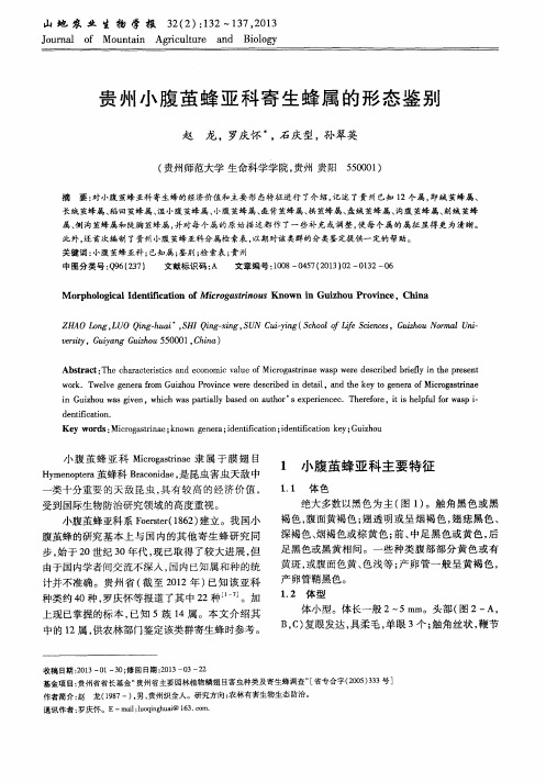 贵州小腹茧蜂亚科寄生蜂属的形态鉴别