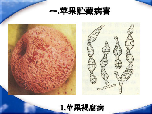 第六章果品蔬菜采后病虫害