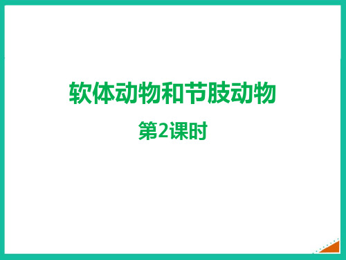 最新人教版八年级生物上册《节肢动物》精品教学课件