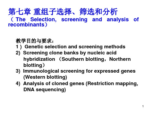 基因工程重组子选择筛选与分析精品PPT课件