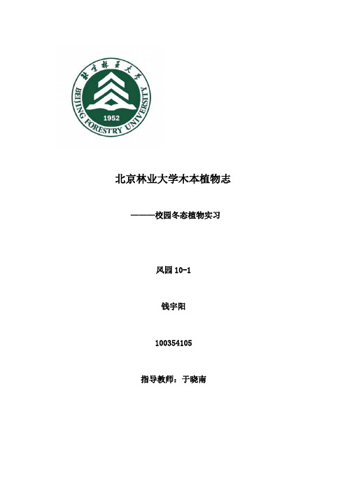 冬态树木实习资料