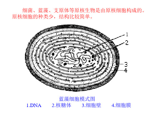 细胞模式图