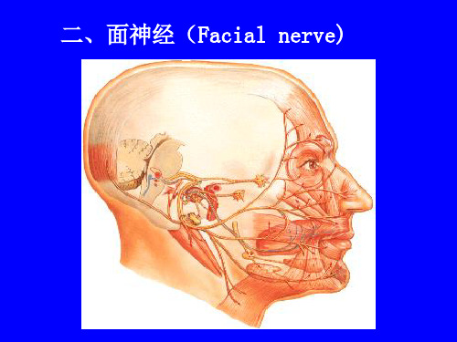 面神经(Facial nerve)