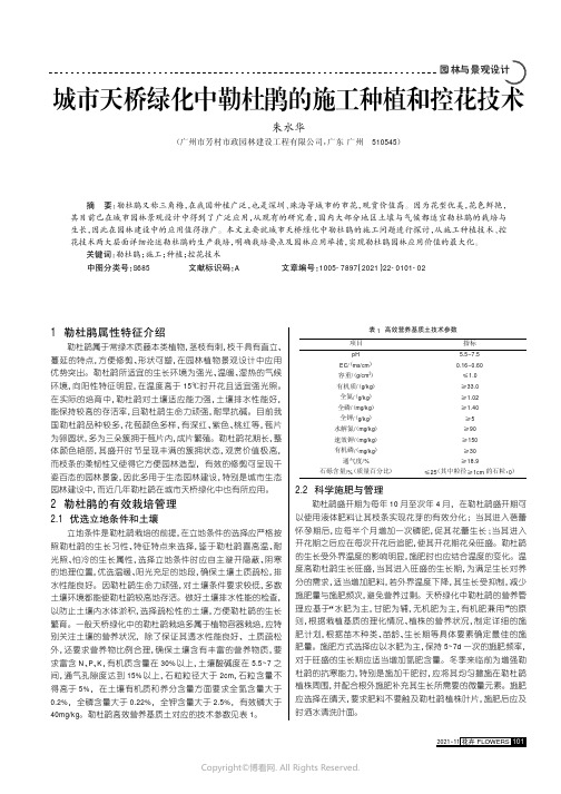 城市天桥绿化中勒杜鹃的施工种植和控花技术