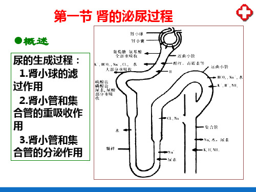 泌尿系统—肾的泌尿功能(人体解剖生理学)