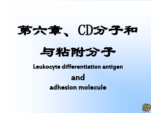 CD分子