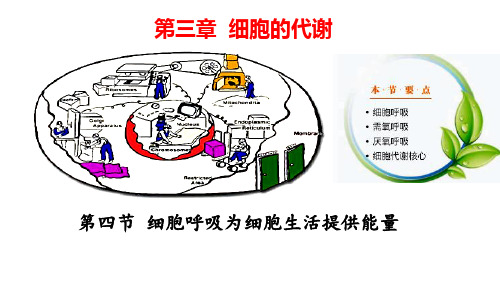 3.4细胞呼吸为细胞生活提供能量课件-2024-2025学年高一上学期生物浙科版必修1