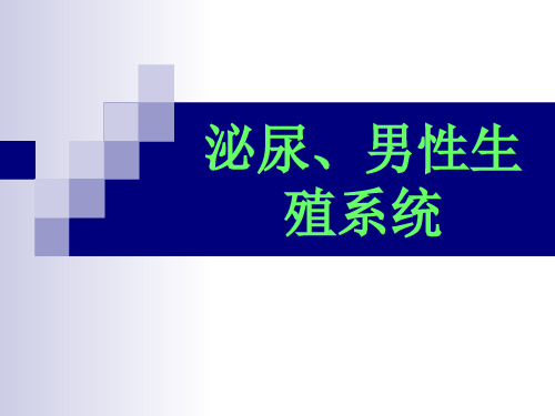 常见病及慢性病之泌尿男性生殖系统疾病