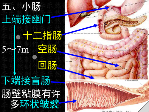 系统解剖学课件-21小肠-15页文档资料