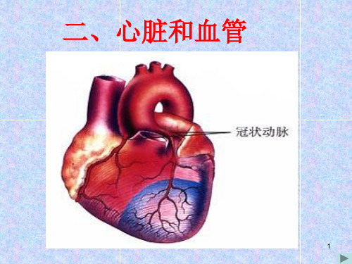 五年级心脏与血液循环ppt课件