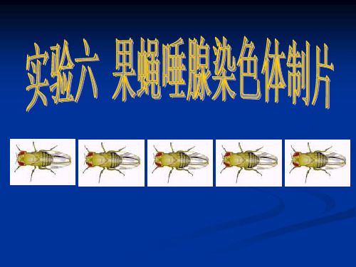 果蝇唾腺染色体制片 PPT课件