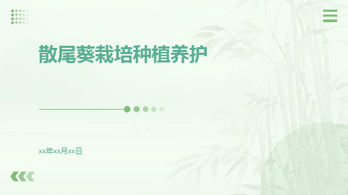 散尾葵栽培种植养护