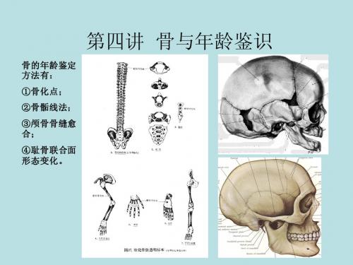 第四讲  骨与年龄鉴