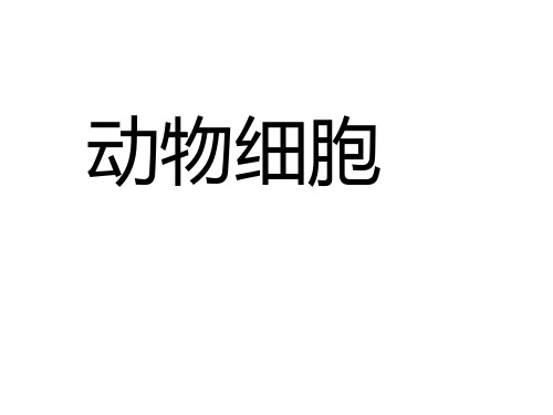 动物细胞课件人教版生物七年级上册