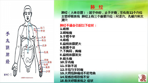 十二经络图解PPT课件