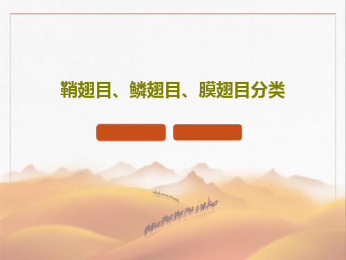 鞘翅目、鳞翅目、膜翅目分类共38页文档
