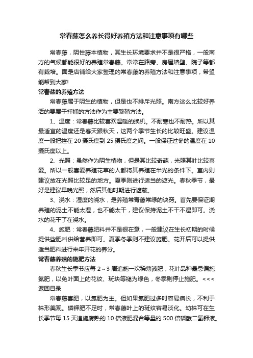 常春藤怎么养长得好养殖方法和注意事项有哪些