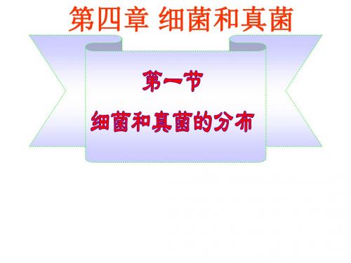 新人教版八年级生物上册 第五单元 生物圈中的其他生物 第四章 细菌和真菌 复习课件