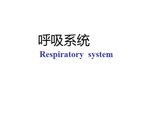 呼吸系统讲义Respiratory  system