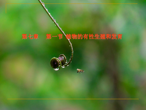 华师大版七年级科学下册 7.1 绿色开花植物的有性生殖和发育 课件