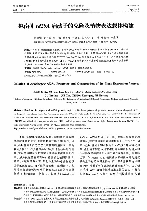 拟南芥rd29A启动子的克隆及植物表达载体构建