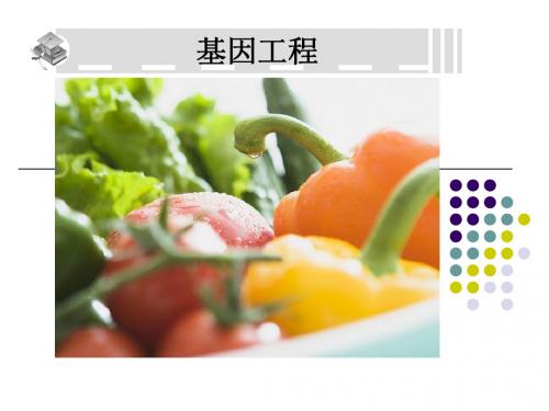 人教版教学课件2010高三复习课件——基因工程