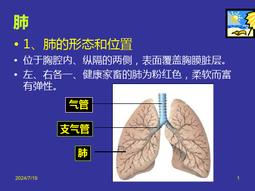 肺课件(共25张PPT)《畜禽解剖生理(第四版)》同步教学(高教版)