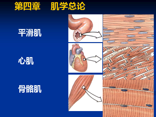 《肌学总论》课件