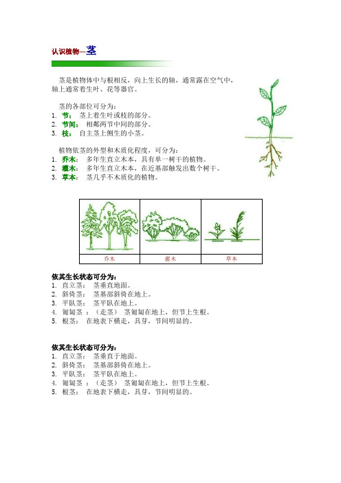 植物的茎