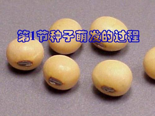 种子萌发的过程