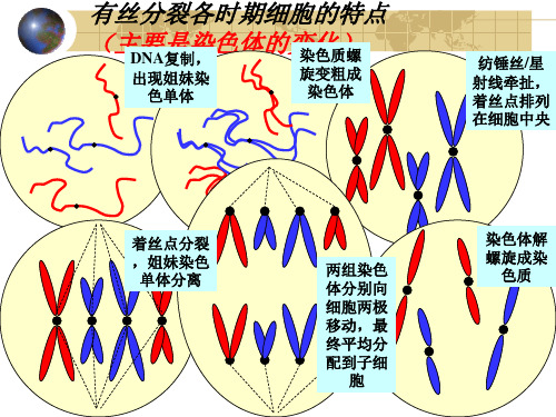 细胞的有丝分裂与减数分裂图解