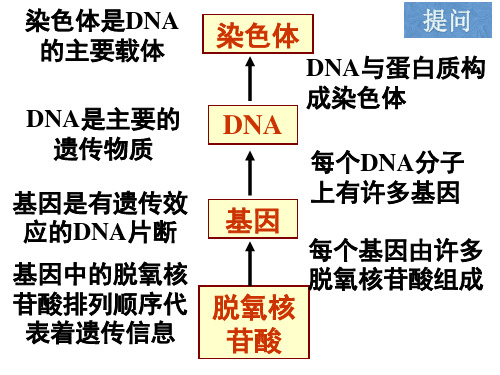 基因指导蛋白质的合成公开课人教版高中生物必修二PPT课件