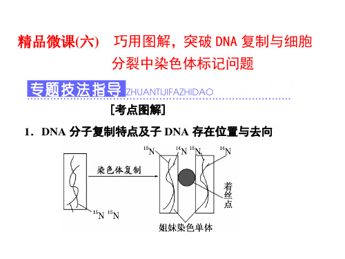 精品微课(六)  巧用图解,突破DNA复制与细胞分裂中染色体标记问题 